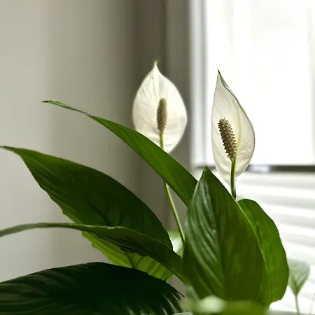 Apartament 17 By Hidden Garden