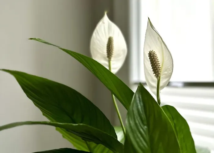 Apartament 17 By Hidden Garden